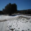 Snowy Meadow